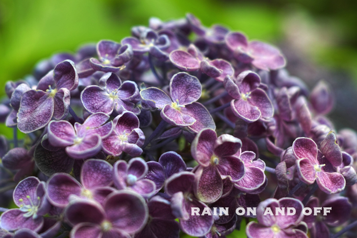 hydrangea